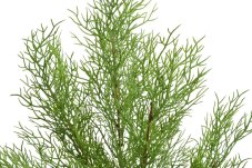 Umělý asparagus – zelená větvička 60 cm