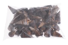 Přírodnéí dekorace Cone Shell 1kg