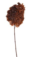 Stabilizovaná hortenzie latnatá hnědá 18–24 cm – přírodní květ