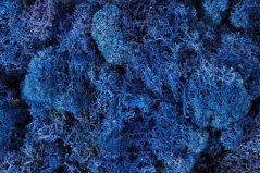 Preparovaný mech  island moss 500g BLUE   Z337