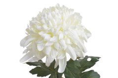 Chryzantéma na stonku s listy, 73 cm