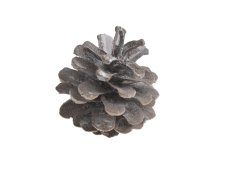 Přírodní dekorace Pinus Niger EXTRA WW 500g