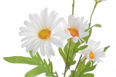 Kopretiny 4 květy + poupě, 52cm - bílé 01