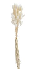 Přírodní sušený,bělený/barvený lagurus dl. 60cm  BEIGE