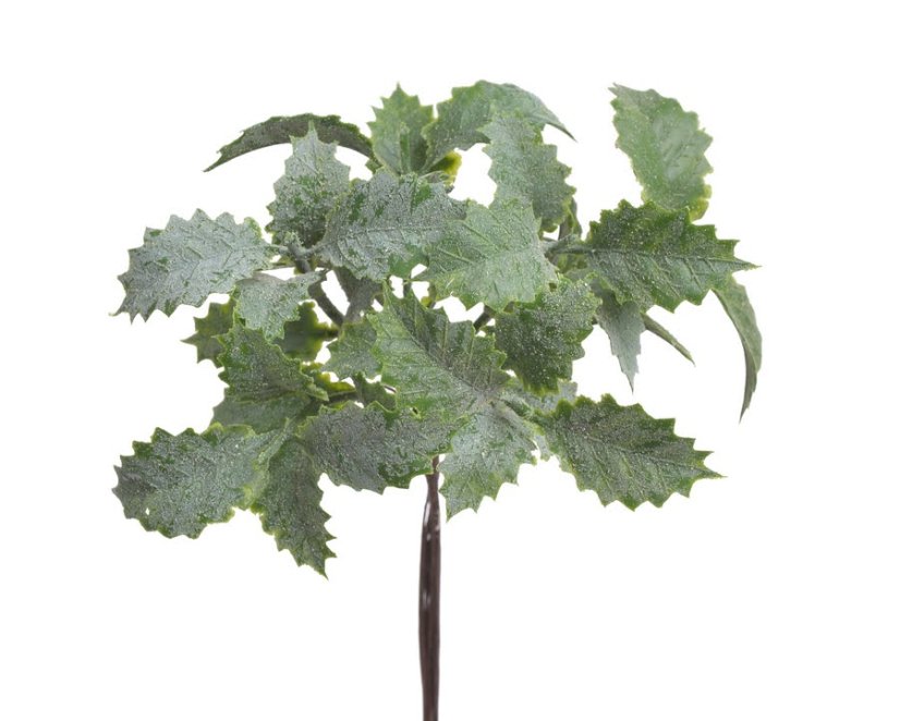 Cesmína 15 cm, 6 větviček