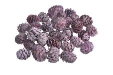 Přírodní dekorace Salignum FROSTED BROMBEER cca Ø 2.5cm - 200g