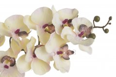 Lata umělé orchideje 8 květů, květ Ø7cm/celkem dl.75cm