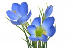 Umělá jarní květina - svazek krokusů 3 květy s listy dl. 30cm - zápich