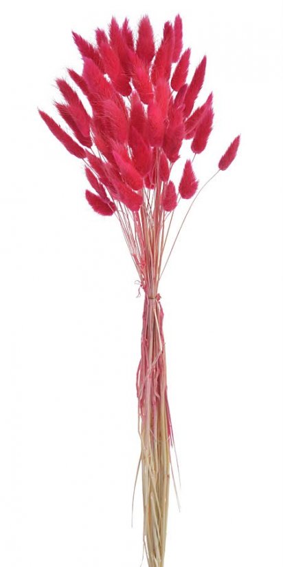Přírodní sušený,bělený/barvený lagurus dl. 60cm  RED