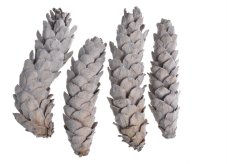 Dekorační šišky Strobus bílé 15–20 cm – 4 ks