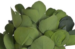 Přírodní preparovaný Eukalyptus Populus  dl. 50cm,  bal. cca 150g