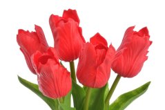 Tulipán papouščí 5 ks ve svazku s listy, 32 cm, barva 14