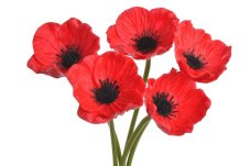 Svazek květů anemone na stonku dl. 29cm - 5 ks