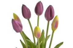 Svazek plastových tulipánů 5ks dl. 43cm