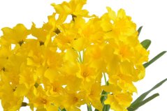 Kytice umělých narcisek - 7 stonků/35 květů, květ 5cm dl. celkem 40cm