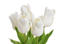 Tulipán papouščí 5 ks ve svazku s listy, 32 cm, barva 20