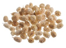 Casuarina sušené plody 1,5–2,5 cm – 500 g
