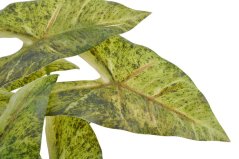 Umělá rostlina syngonium s kořenem dl. 30cm