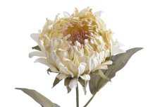 Umělý květ protea na stonku, květ 10cm/dl.72cm