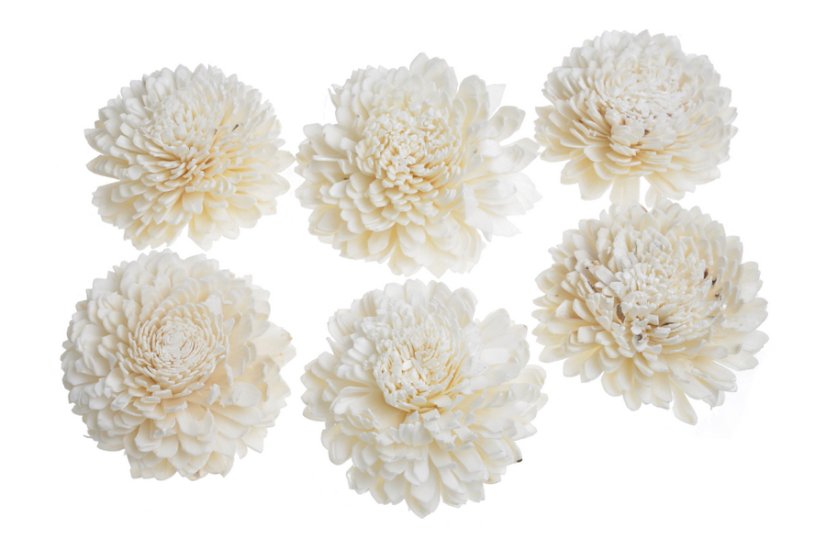 Shola Star 8 cm – 6 ks