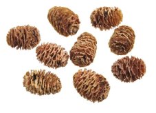 Přírodní dekorace strictum nat. 2-3cm/200g