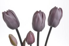 Svazek tulipánů s listy, 5 ks (3 květy + 2 poupata) 46 cm, barva 07