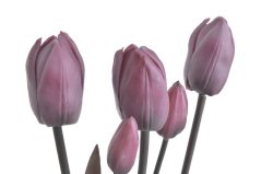 Tulipán svazek 5 ks, 3 květy + 2 poupata, 46 cm