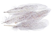 Přírodní peří s potiskem dl.18-20cm - 10ks