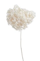 Přírodní preparovaná hortenzie, hlavička Ø 20cm dl. celkem 62cm - 1-2ks