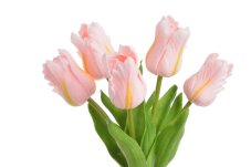 Tulipán papouščí 5 ks ve svazku s listy, 32 cm, barva 18