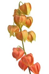 Umělá kvetoucí rostlina Mochyně Physalis dl. 78cm - zápich