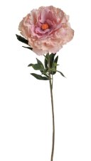 Květ rozkvetlé pivoňky na dlouhém stonku dl. 96cm_5308