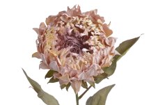 Umělý květ protea na stonku, květ 10cm/dl.72cm