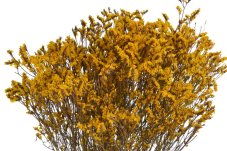 Stabilizované limonium žluté 60–70 cm, 120 g