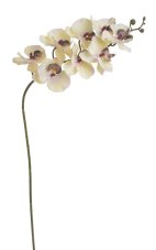 Lata umělé orchideje 8 květů, květ Ø7cm/celkem dl.75cm