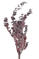 Stabilizovaný eukalyptus Cinerea červený 60–80 cm, svazek 100 g