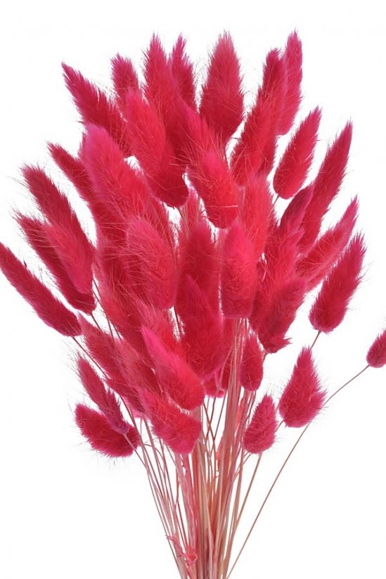 Přírodní sušený,bělený/barvený lagurus dl. 60cm  RED