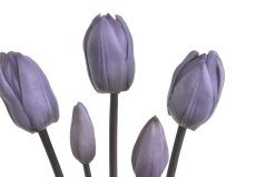 Svazek tulipánů s listy, 5 ks (3 květy + 2 poupata) 46 cm, barva 06