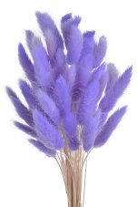 Přírodní sušený,bělený/barvený lagurus dl. 60cm  LAVENDER