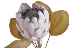 Umělá kvetoucí protea, květ Ø 10cm, dl. celkem 66cm