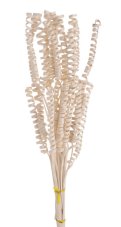 Sušená dekorativní spirála Cane Spring Mini – bělená, 25 ks