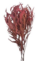 Přírodní materiál svazek Eukalyptus willow 60-70cm -150g