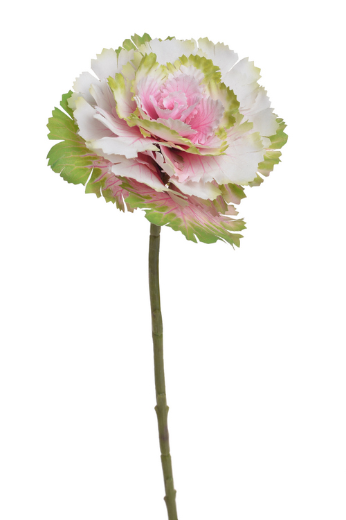 Kapusta 40 cm, barva_02