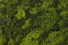 Island Moss – stabilizovaný dekorační mech 250 g
