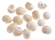 Přírodní dekorace  mušle Mattugan 4 - 4,5cm - 1kg