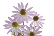 Kvetoucí umělá Echinacea, květ Ø 12cm, dl. 76cm