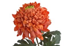 Chryzantéma na stonku s listy, 73 cm