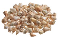 Přírodní dekorace ulity Pottai Viranjan 1kg