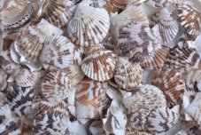 Přírodní dekorace mušle Karandai Chippy mix velikostí  3 - 5cm - 1kg