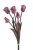 Tulipán papouščí svazek x 5, 45 cm